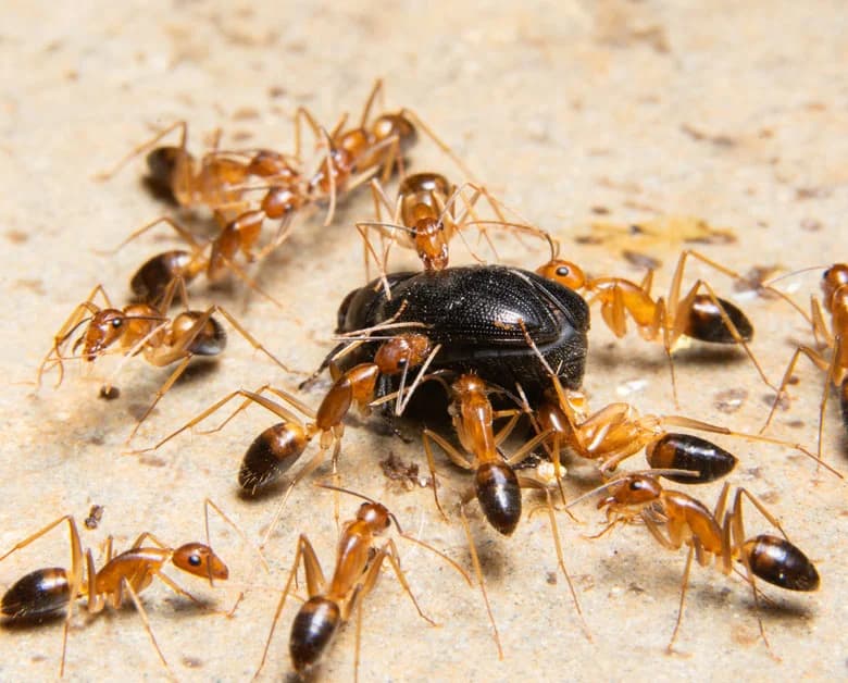 Ants Control