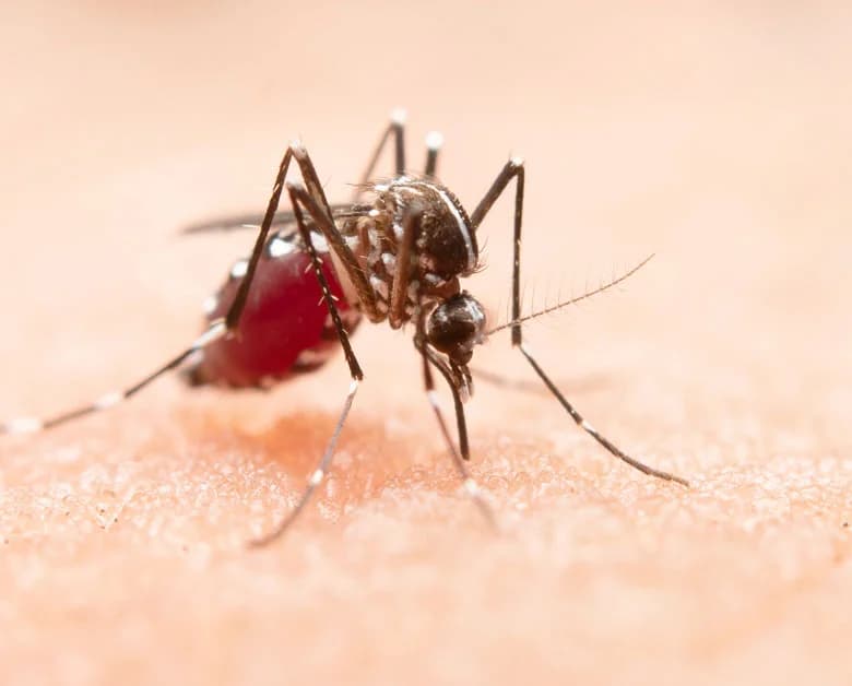 Mosquitoes Control