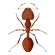 Ant