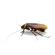 Cockroach
