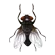 Fly