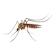 Mosquito