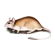 Rat
