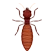 Termite