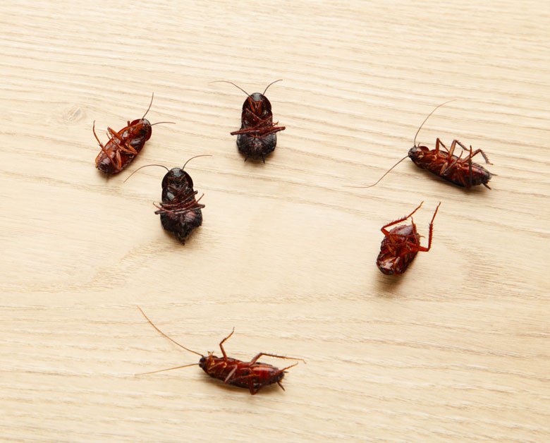 cockroach control services in trichy