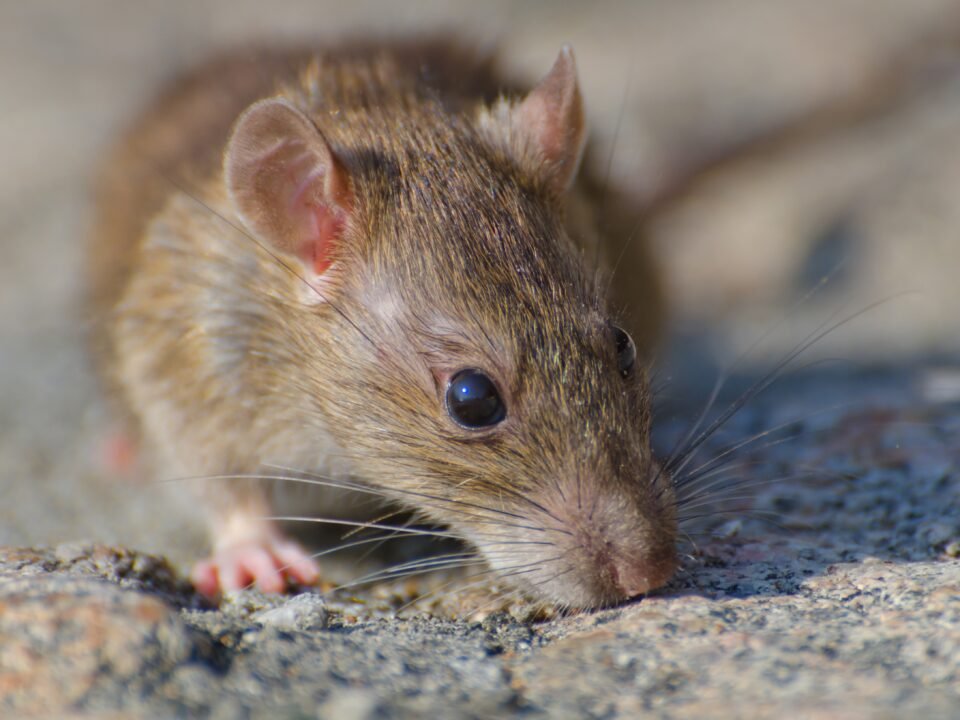 an image showing sign of rat infestation and closeup face of a rat that indicate professional rat control service