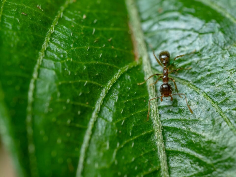 an image representing a blog post for ant bite