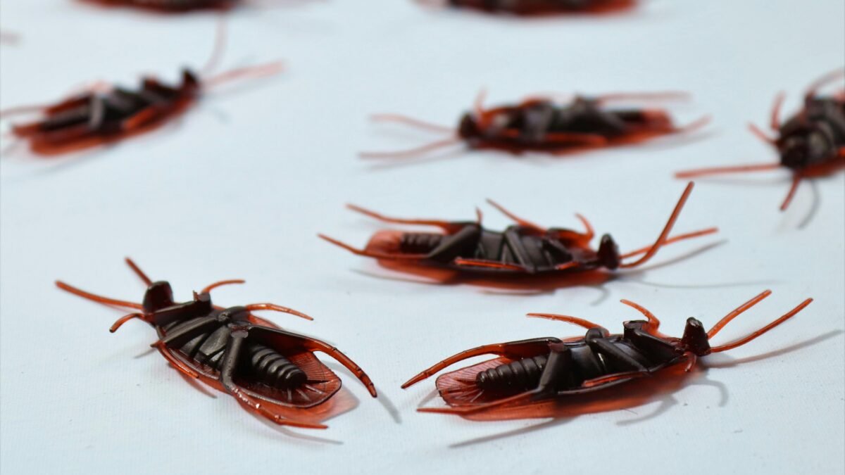 an image of dead cockroaches of cockroach control