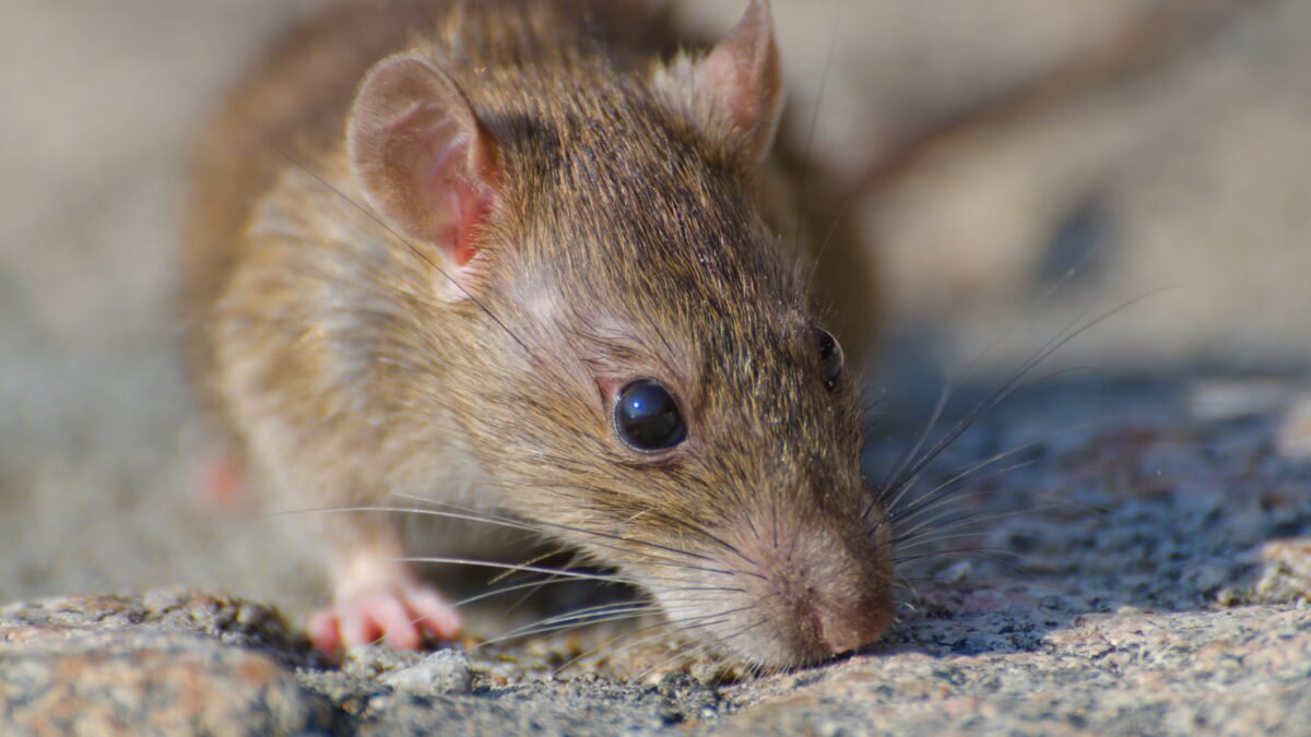 an image of a rodent describes Your Guide to Effective Control