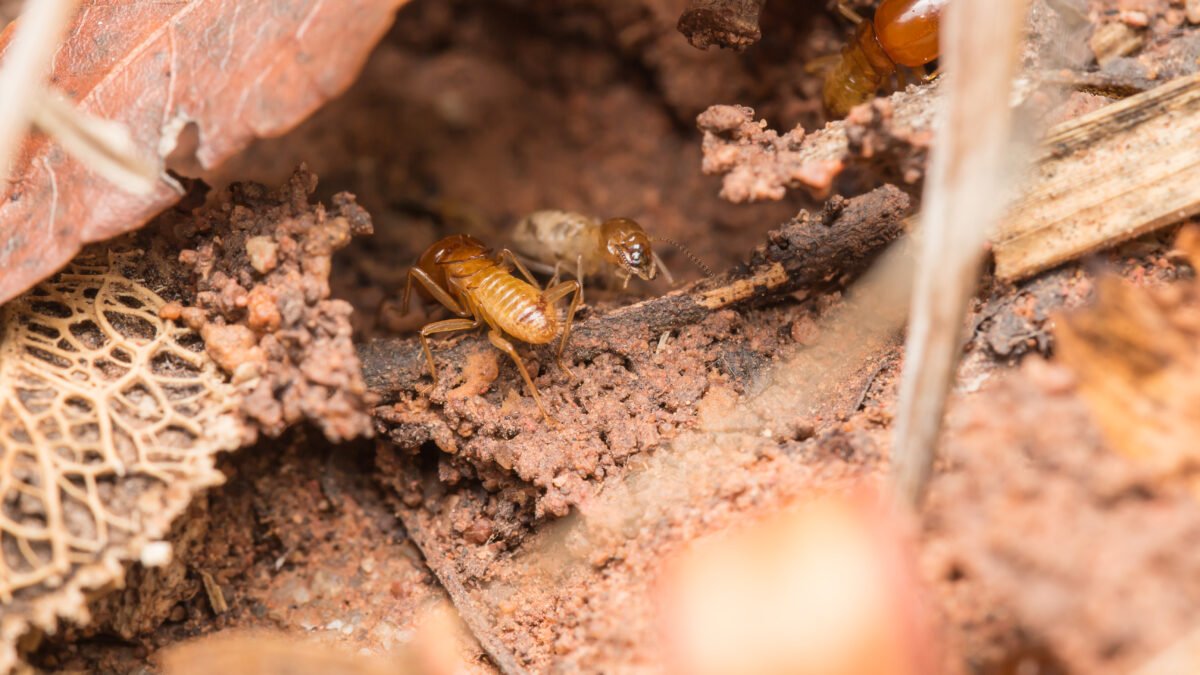 vecteezy termites help unload wood chips 11414057